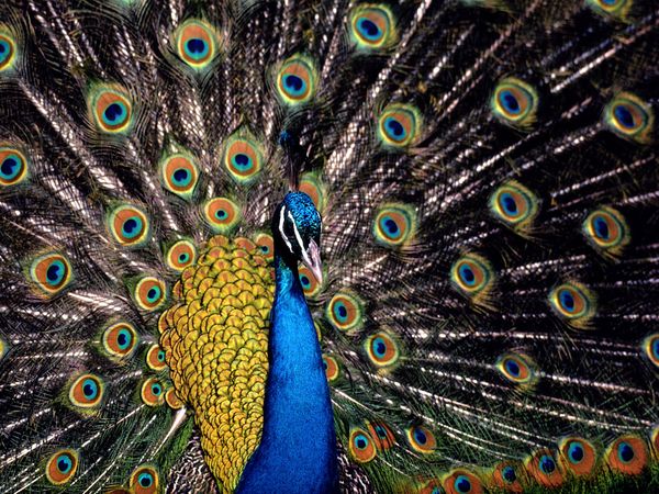 peacock_657_600x450