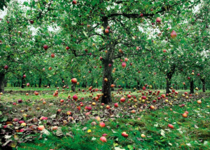 fruit tree