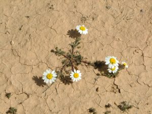 flowerdesert